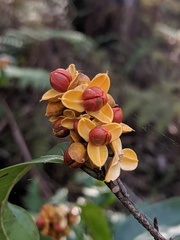 Celastrus subspicatus