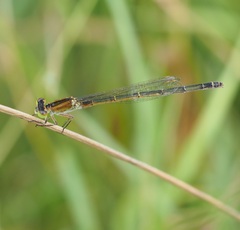 Ischnura pruinescens
