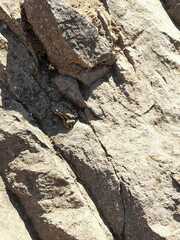 Rhinella atacamensis