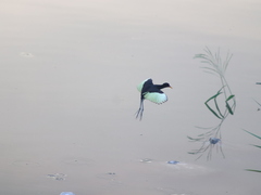 Jacana jacana