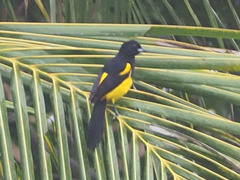 Icterus prosthemelas