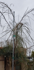 Acacia