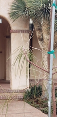 Acacia