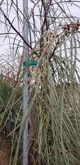 Acacia