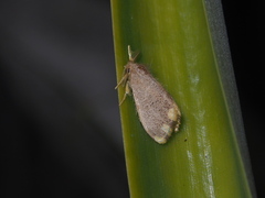 Orvasca subnotata