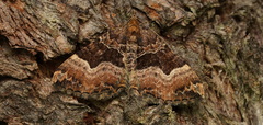 Chrysolarentia lucidulata