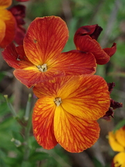 Erysimum × cheiri