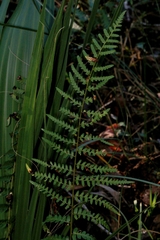 Dryopteris ludoviciana