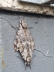 Psilogramma casuarinae