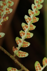 Dryopteris ludoviciana