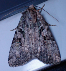 Anaplectoides pressus