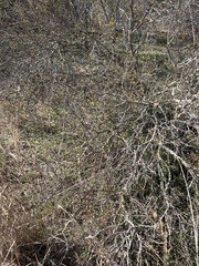Vachellia bravoensis