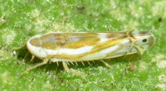 Alconeura dorsalis