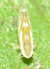 Alconeura dorsalis