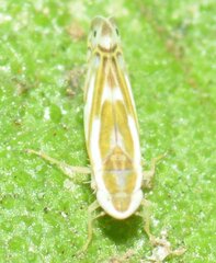 Alconeura dorsalis