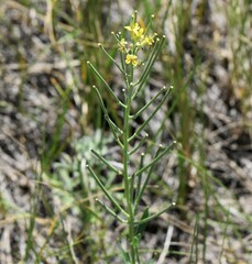 Erysimum asperum