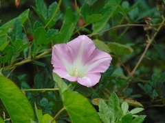 Calystegia