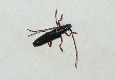 Cerambycoidea