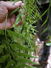 Asplenium bulbiferum x a flaccidum