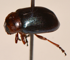 Gastrophysa polygoni