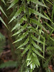 Asplenium bulbiferum x a flaccidum