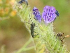Cerambycoidea