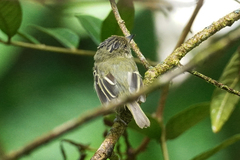 Lophotriccus vitiosus