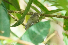 Lophotriccus vitiosus