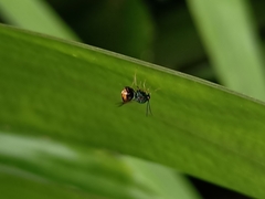 Eucharitidae