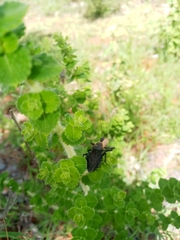 Apiomerus longispinis