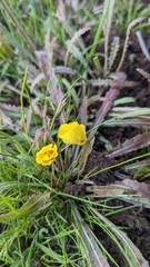 Camissoniopsis