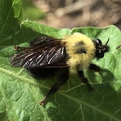 Laphria thoracica