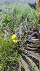 Camissoniopsis