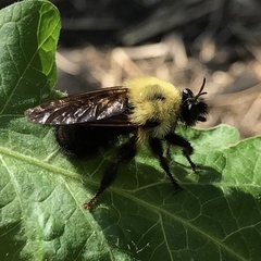 Laphria thoracica