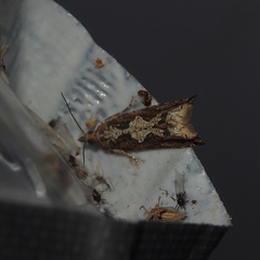 Fibuloides cyanopsis