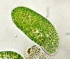 Paramecium bursaria