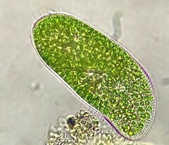 Paramecium bursaria