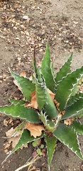 Agave