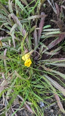 Camissoniopsis