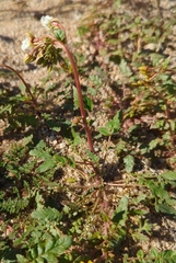 Chylismia claviformis