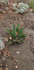 Agave
