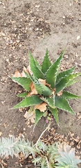 Agave