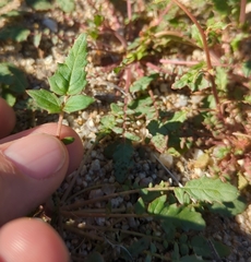 Chylismia claviformis