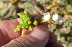 Chylismia claviformis