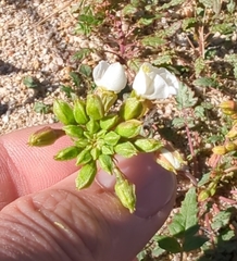 Chylismia claviformis