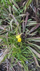 Camissoniopsis