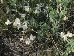 Astragalus depauperatus