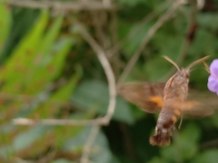 Macroglossum
