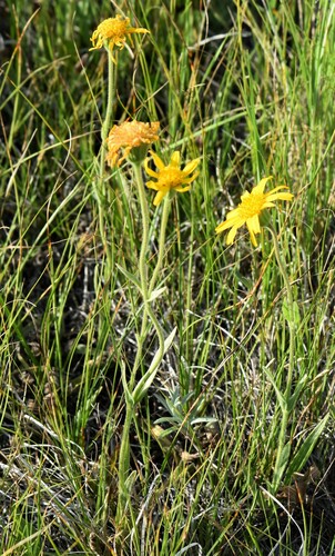 foothill arnica (Arnica fulgens)