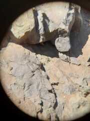 Rhinella atacamensis